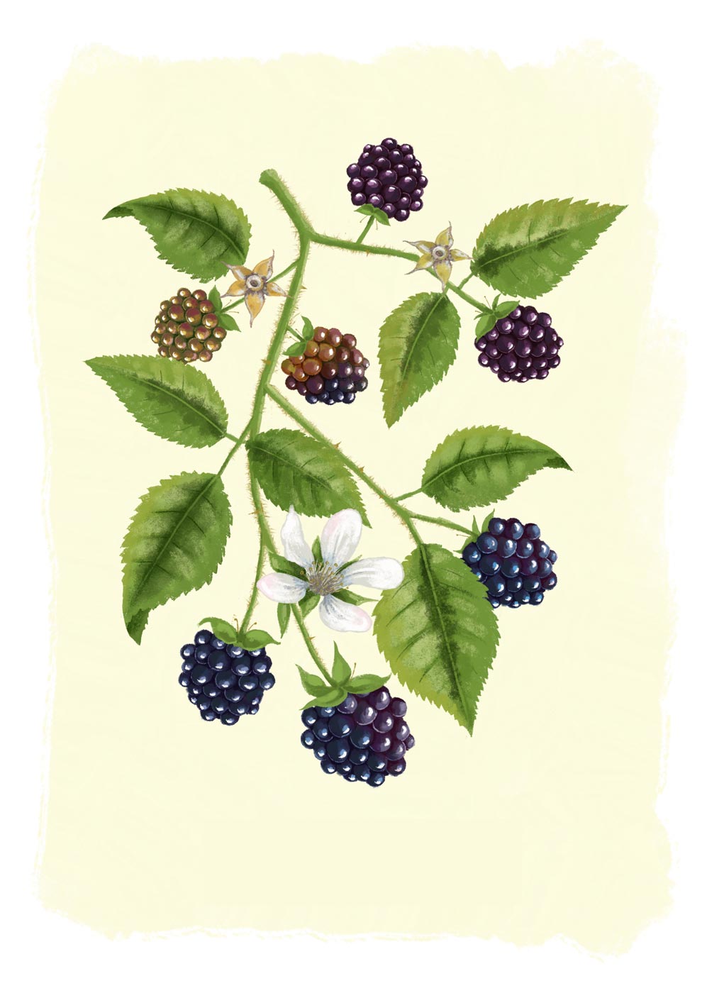 Brombeeren2