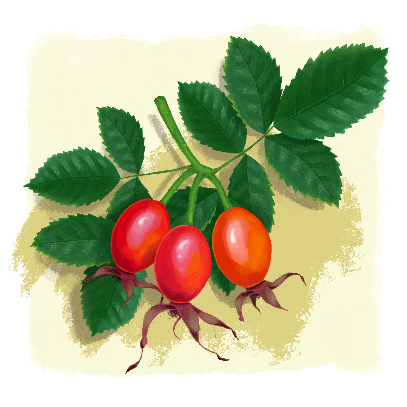 Rosehip